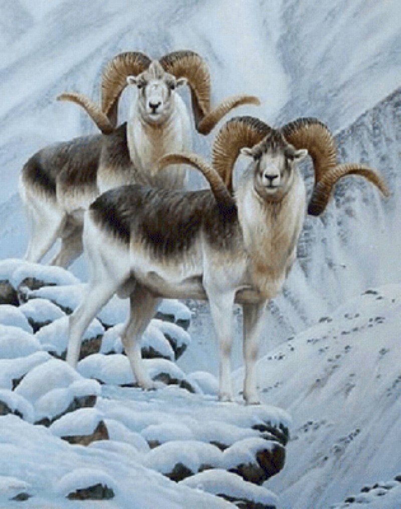 Марко поло горный баран Киргизия