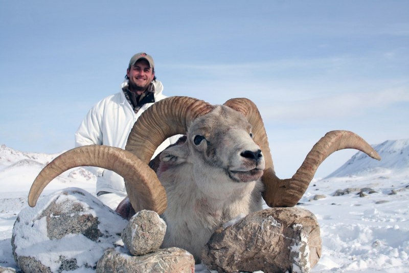 Горный баран Марко поло