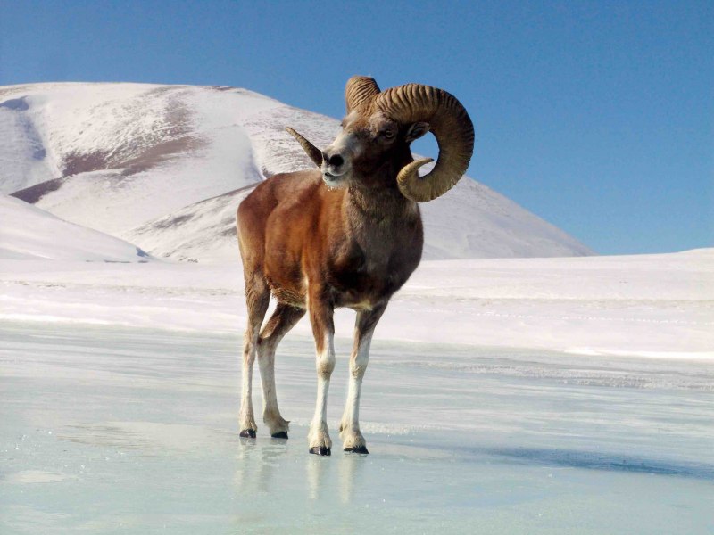 Горный баран Марко поло