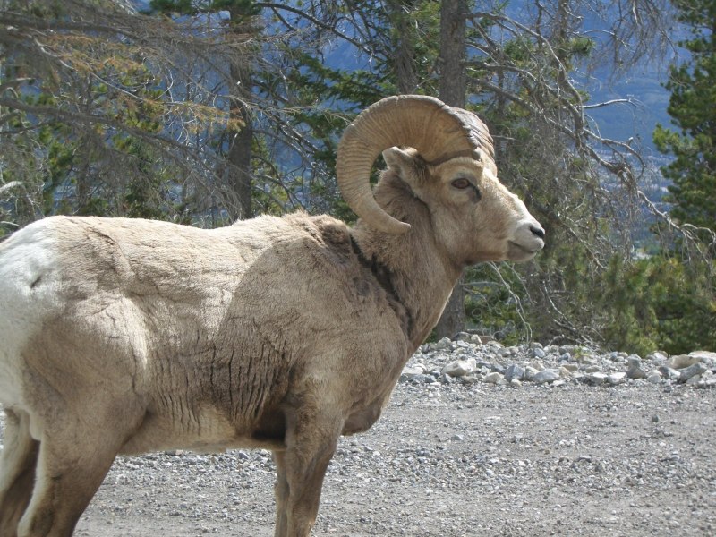 Горный баран Марко поло