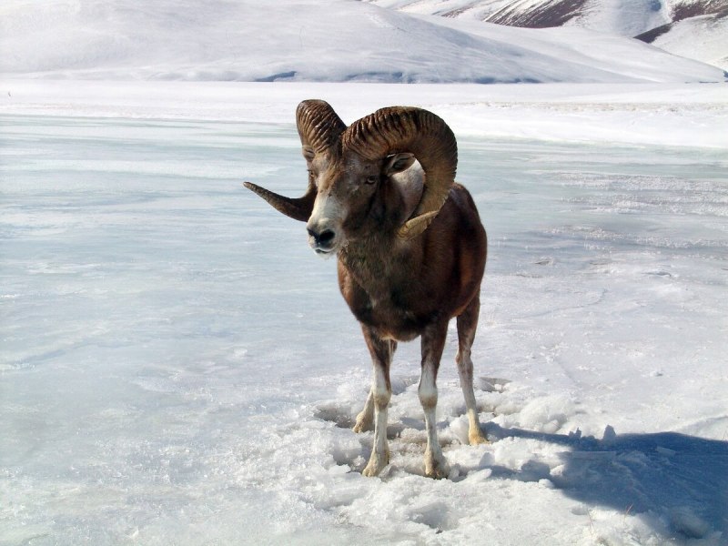 Горный Архар Кыргызстан