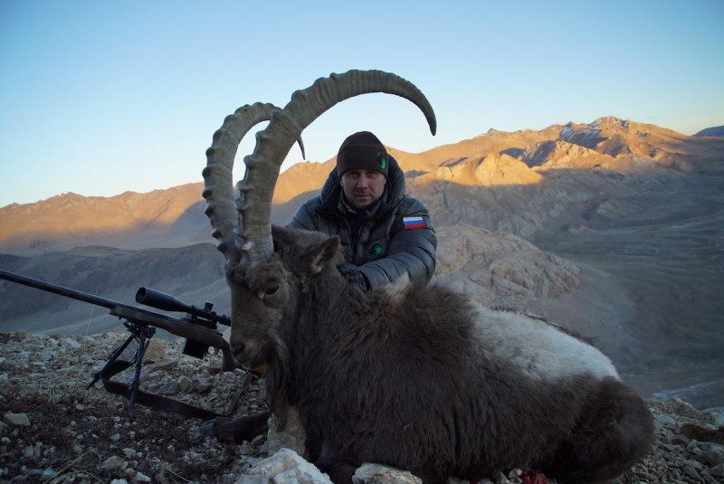 Альпийский горный козёл Ибекс