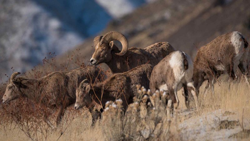 Баран Архано Марко поло
