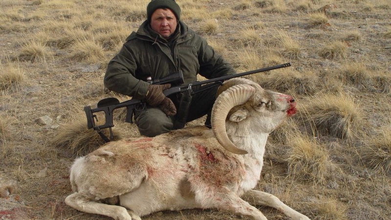 Архар аргали