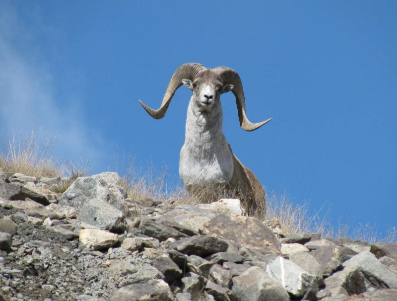 Горный Архар Памир