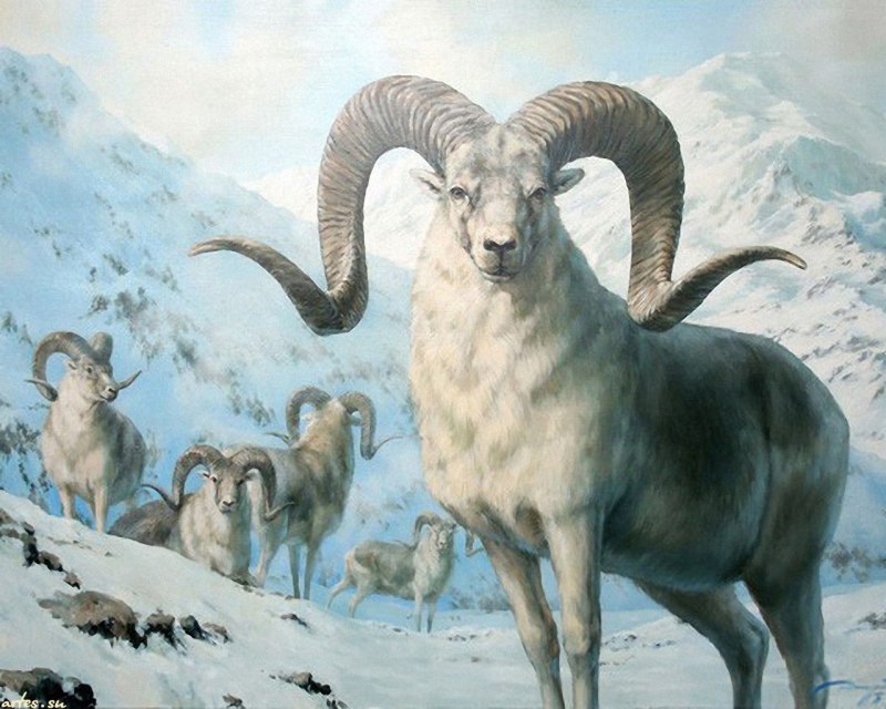 Горные бараны Памира