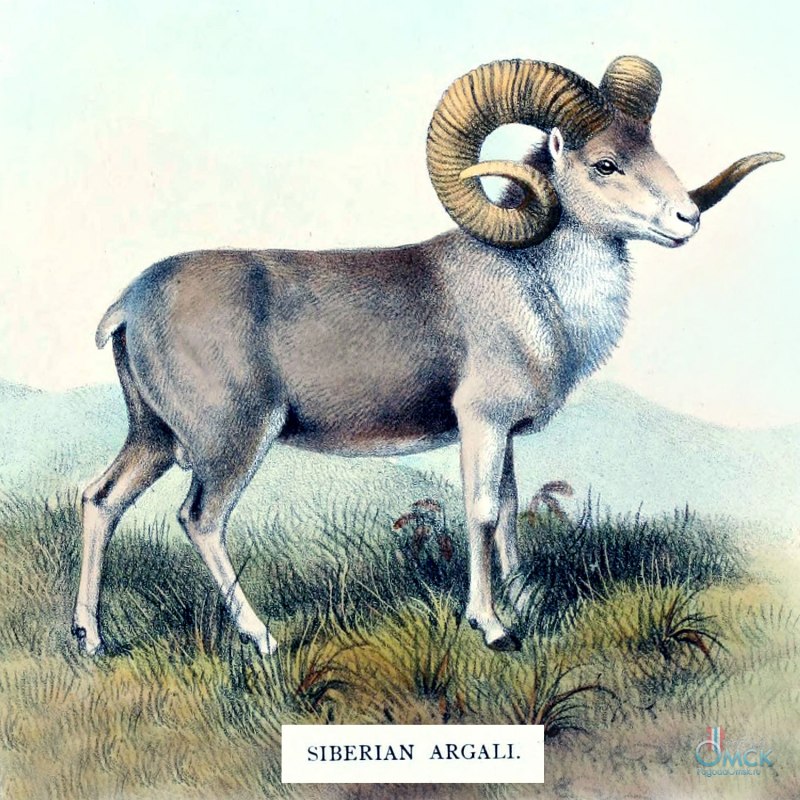 Белый муфлон