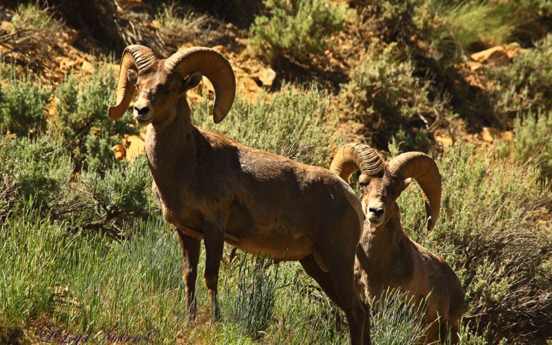 Горный баран Архар аргали