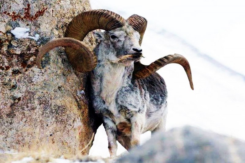 Бараны аргали Монголии