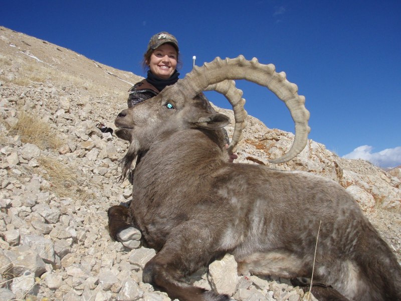 Архар горный Марко поло
