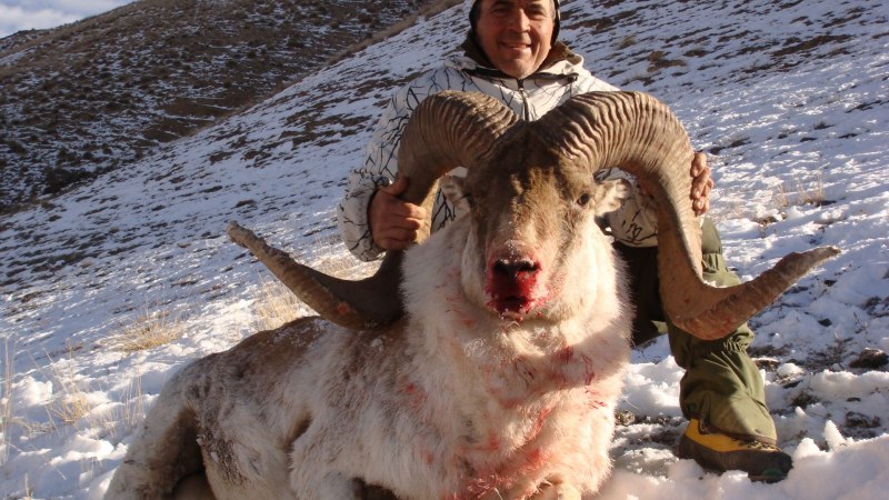 Алтайский горный баран аргали