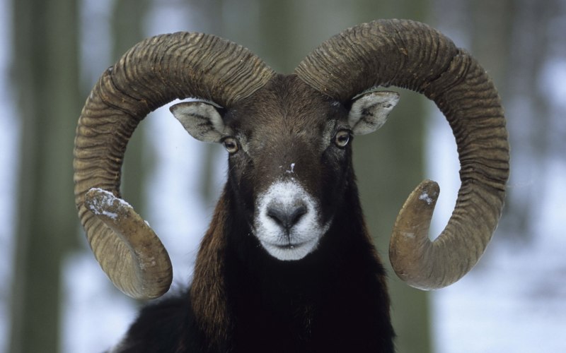 Национальный парк «Сайлюгемский горный баран