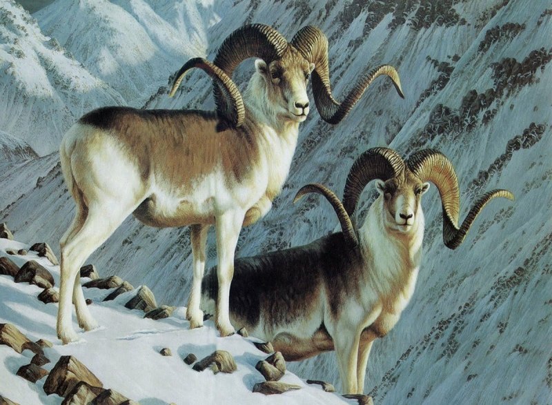 Горный баран Марко поло