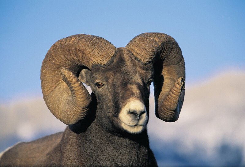 Тяньшанский горный баран