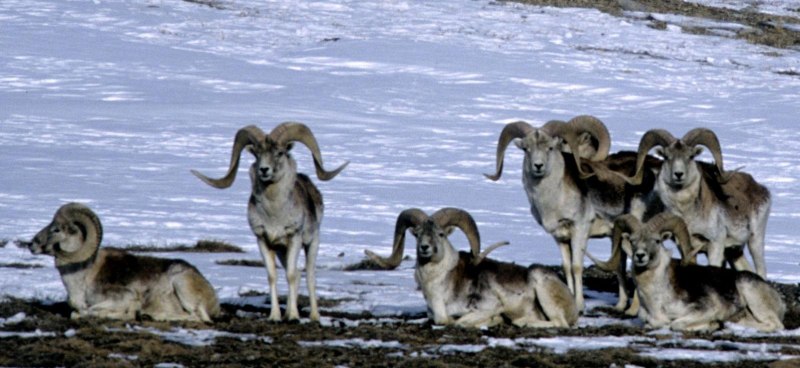 Баран Памирский порода