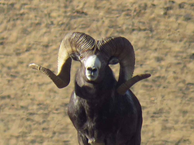 Горный баран аргали