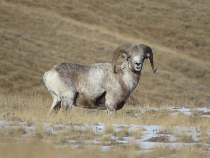 Узбекистан Устюртский муфлон