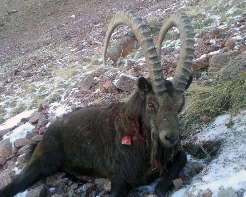 Алтайский баран аргали