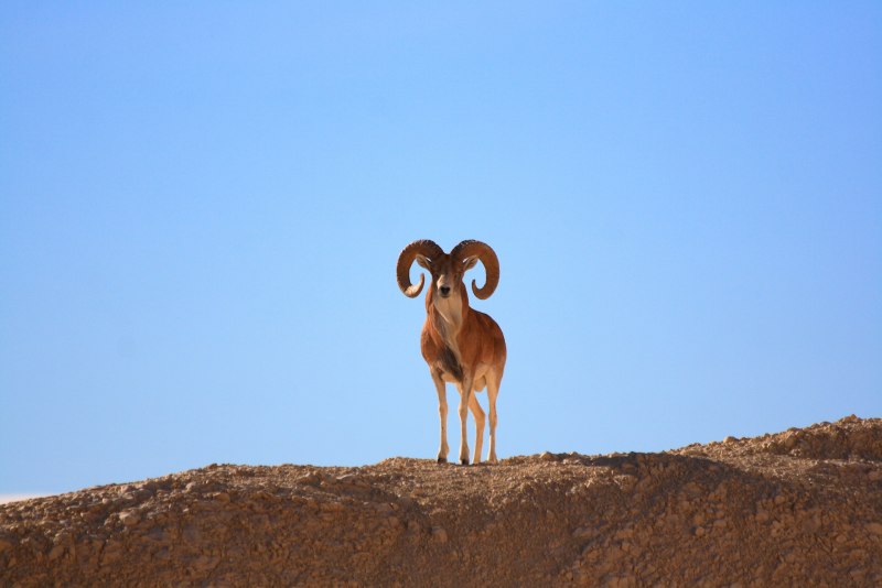 Бигхорн баран