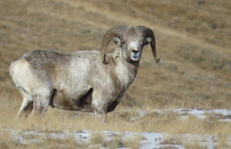 Архар Алтайский горный баран
