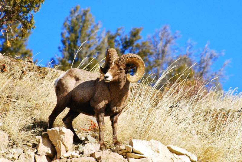 Винторогий горный баран
