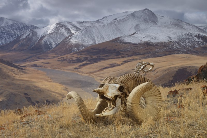 Аргали Северцова