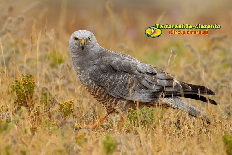 Полевой Лунь птица