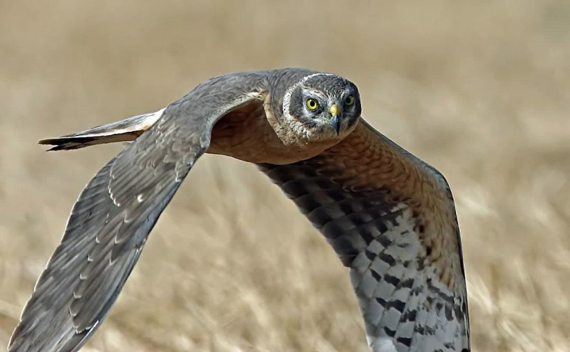 Степной Лунь самка