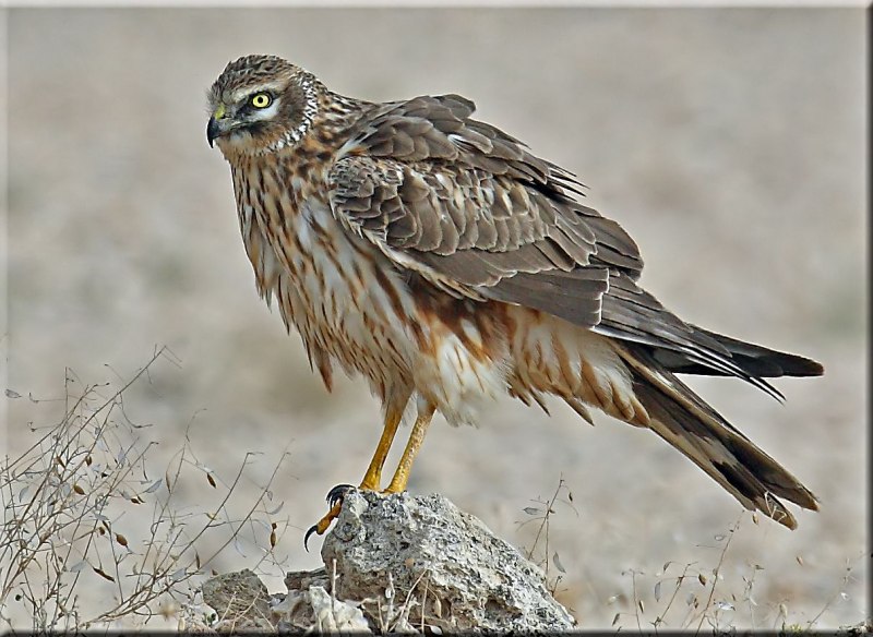 Степной Лунь на охоте