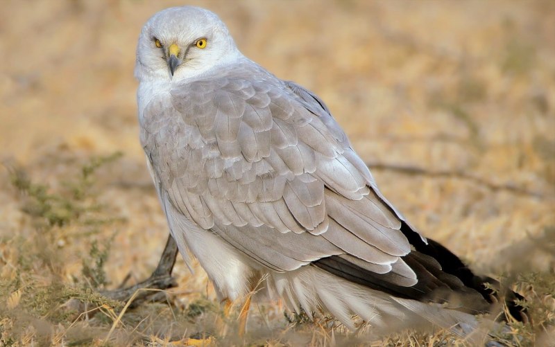 Степной Лунь Circus macrourus