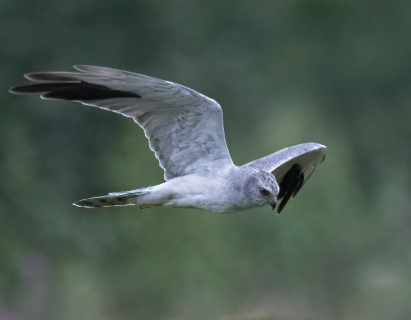 Белый Лунь птица