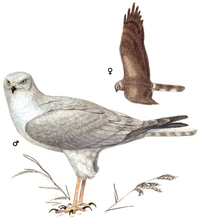 Степной Лунь Circus macrourus