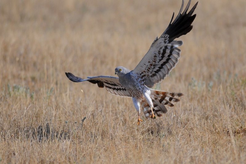 Степной Лунь всеядное