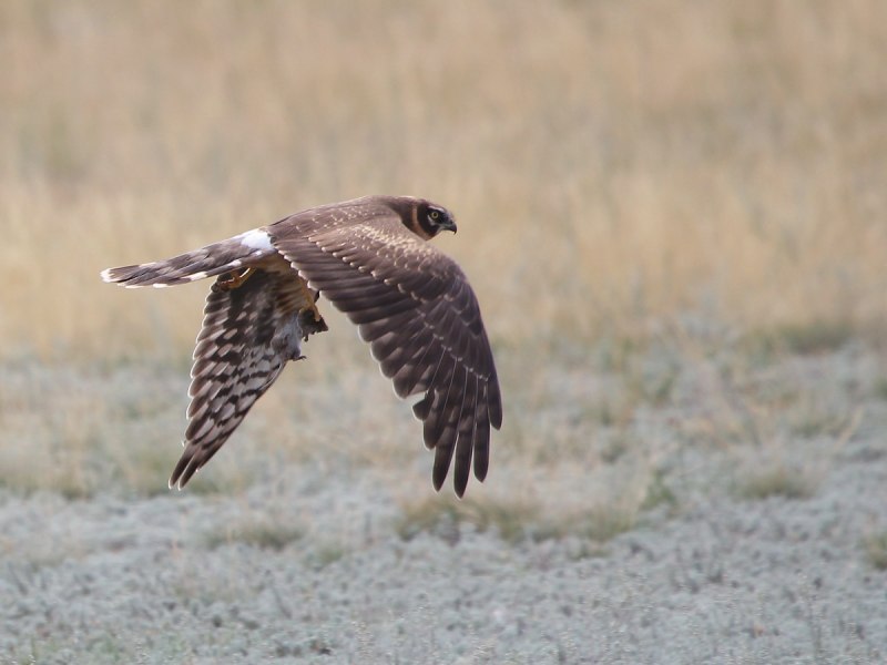 Белый полевой Лунь