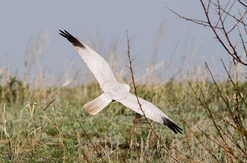 Степной Лунь Circus macrourus (s.g. Gmelin, 1771)