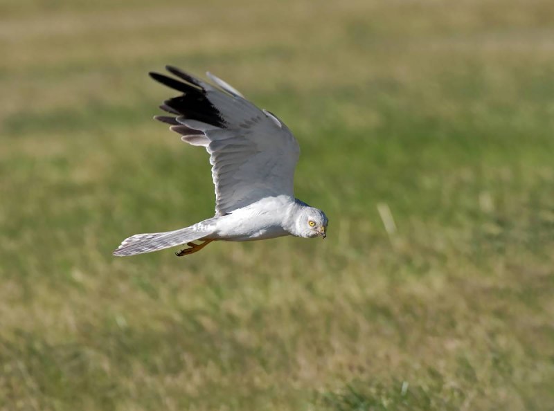 Хищная птица Степной Лунь?