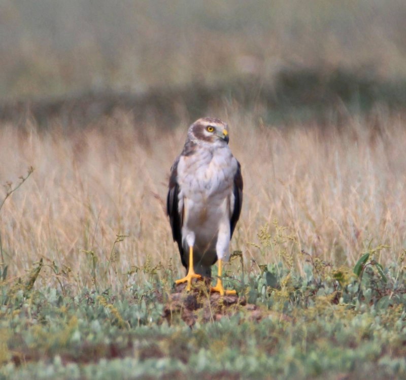 Полевой Степной Лунь