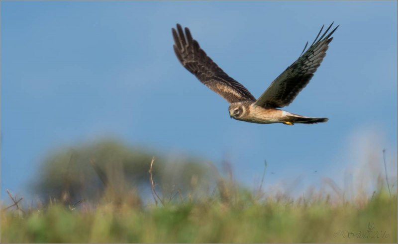 Степной Лунь Астраханской области