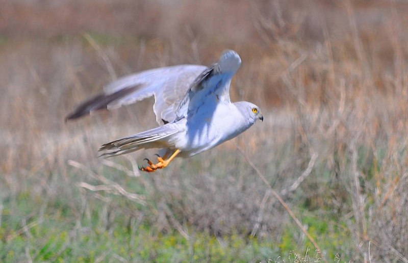 Степной Лунь в степи