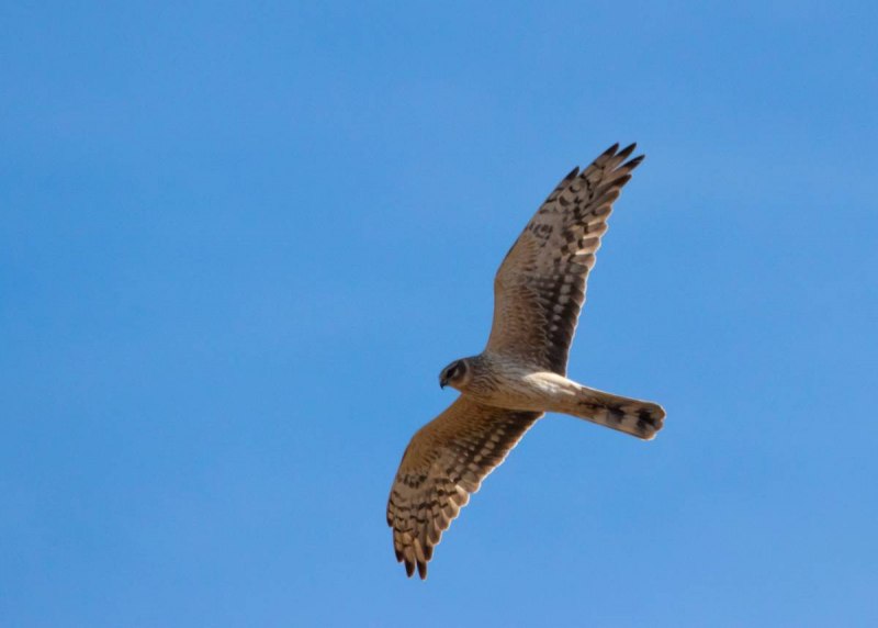 Степной Лунь самец и самка