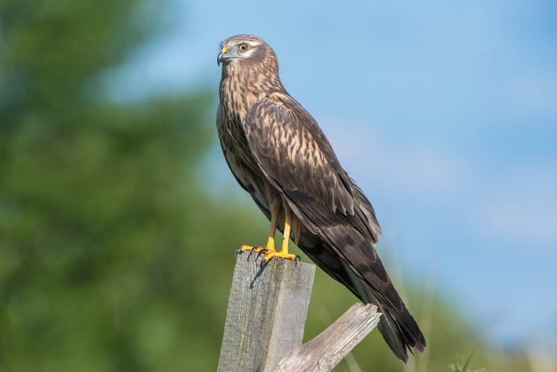 Лунь Луговой (Circus pygargus)