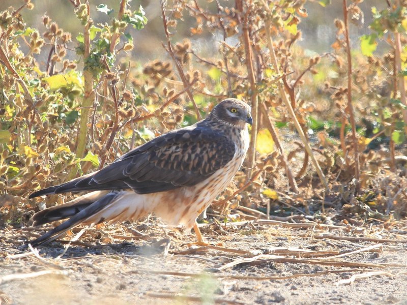 Степной Лунь Circus macrourus