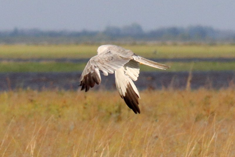 Полевой Лунь птица