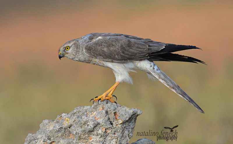 Степной Лунь Circus macrourus (s.g. Gmelin, 1771)