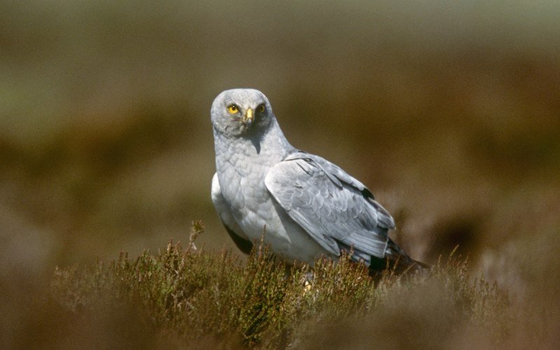Лунь Степной Circus macrourus на белом фоне