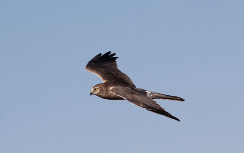 Полевой Лунь самец