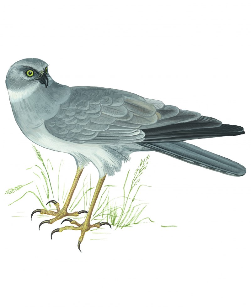 Степной Лунь красная книга