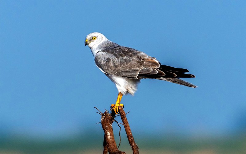 Степной Лунь самка