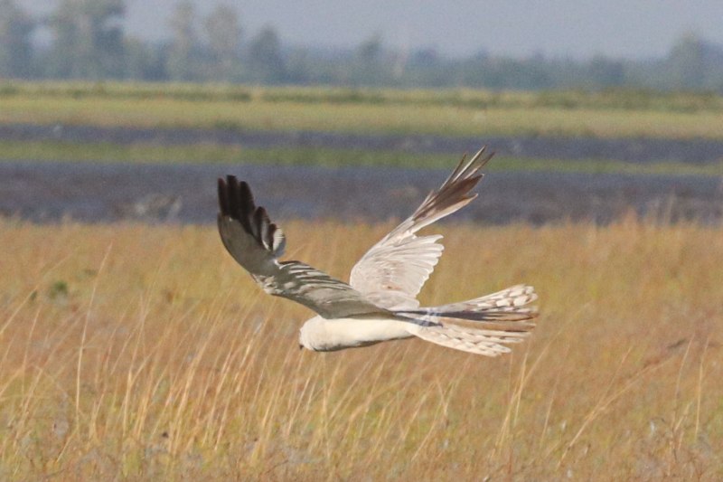 Полевой Лунь - Circus cyaneus