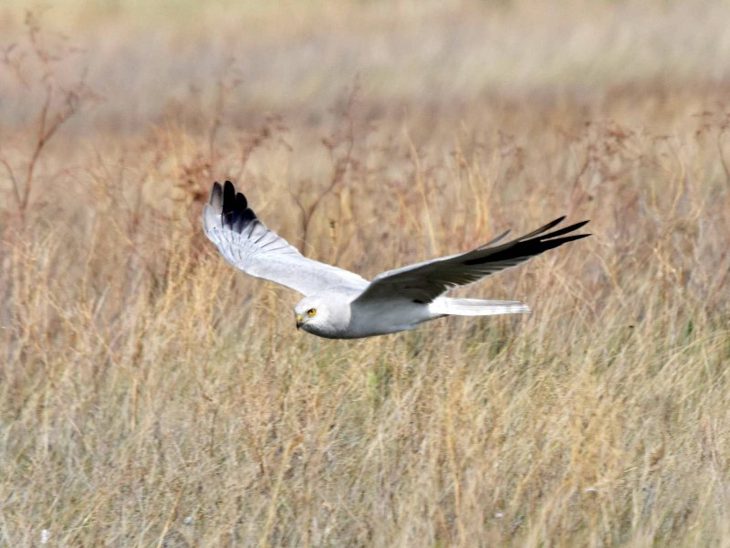 Башкирия Степной Лунь
